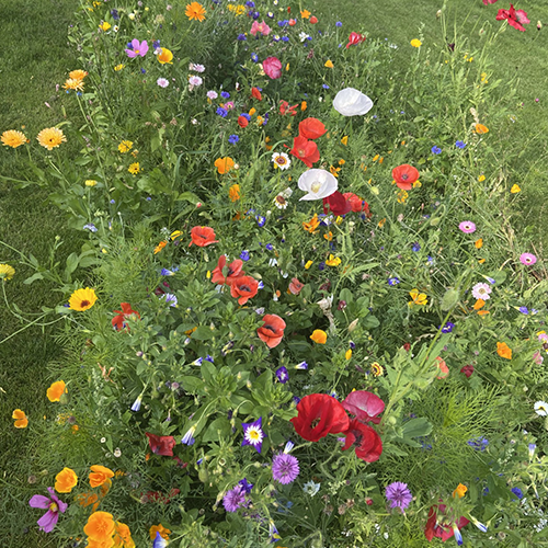 blomster, blomsterstribe, vild med vilje